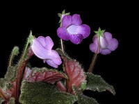 Eucodonia 'Adele' (rhizomes) Eucodonia 'Adele' (rhizomes)